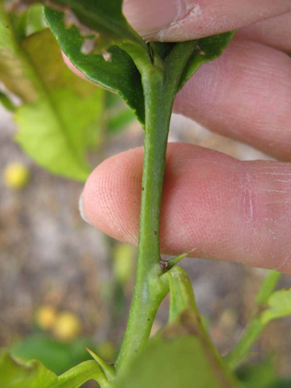              First year twig (Winter Haven, FL)       